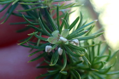 Cliffortia paucistaminea