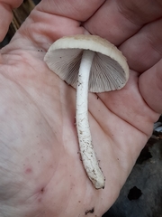 Fungi