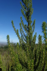 Cliffortia paucistaminea