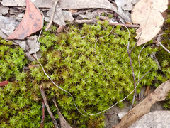 Leptodontium paradoxum