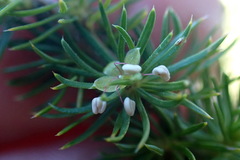 Cliffortia paucistaminea
