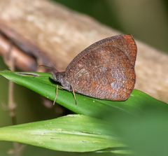 Godartiana muscosa