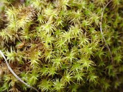 Leptodontium paradoxum