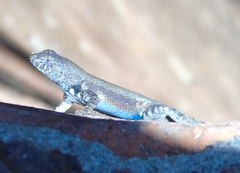 Sceloporus nelsoni