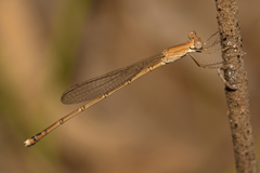 Indolestes insularis