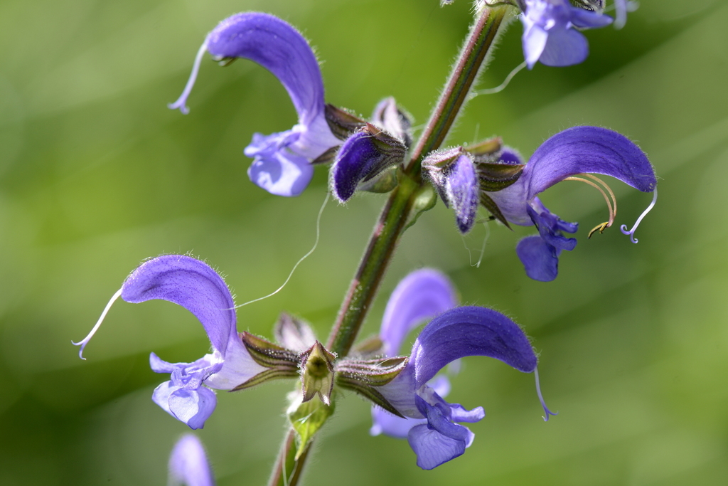 Salvia pratensis — a medium houseplant, prefers full sun light