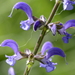 Salvia pratensis - Photo 由 Nicolas Zwahlen 所上傳的 (c) Nicolas Zwahlen，保留部份權利CC BY-NC-SA