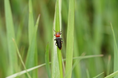 Cantharis fusca