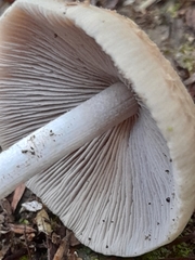 Fungi