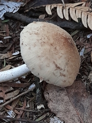 Fungi