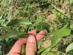 Bolusanthus speciosus