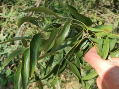 Bolusanthus speciosus