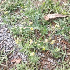 Erigeron variifolius