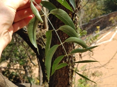 Bolusanthus speciosus