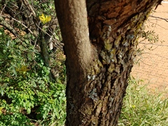 Bolusanthus speciosus
