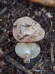 Russulaceae