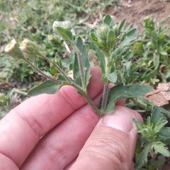 Erigeron variifolius