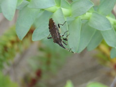 Dicranocephalus agilis