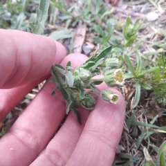 Erigeron variifolius