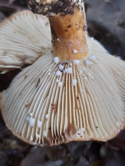 Russulaceae
