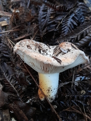 Russulaceae