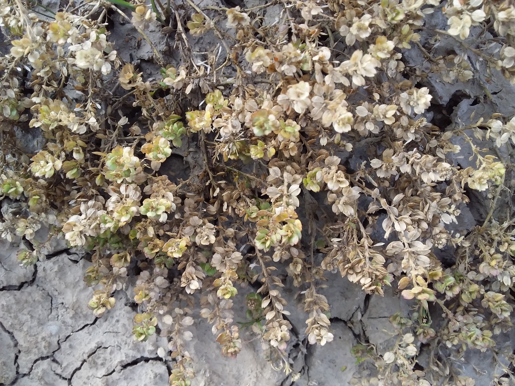 Lepidium meyenii; photograph (c) Humber Alberto, some rights reserved (CC BY)