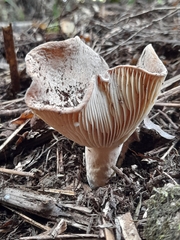 Russulaceae
