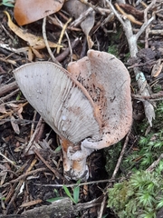 Russulaceae