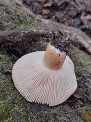 Russulaceae