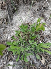 Convolvulus cantabrica