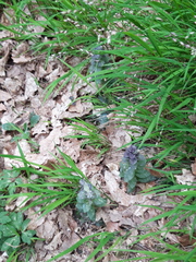 Ajuga pyramidalis