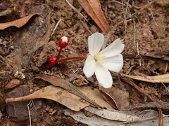Drosera praefolia