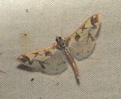 Polythlipta