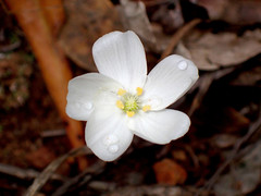 Drosera praefolia