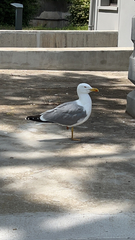 Larus michahellis