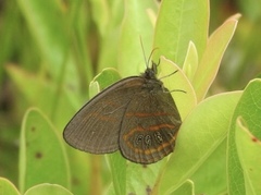 Neonympha areolatus