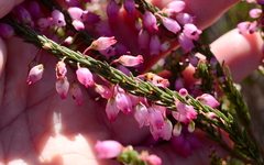 Erica filipendula