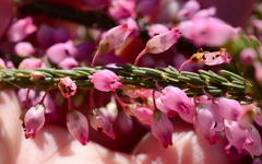 Erica filipendula