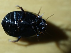 Agabus japonicus