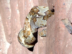 Trimorphodon paucimaculatus