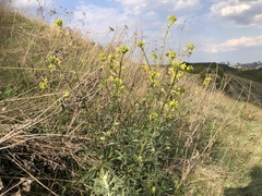 Erysimum crepidifolium