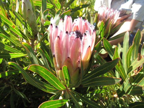 Image of Protea burchellii by (c) Jared Zachary Herman, some rights reserved (CC BY)