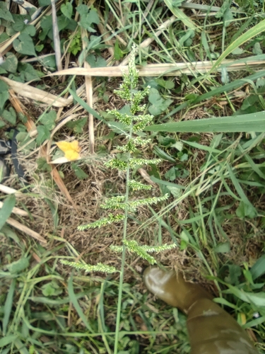 East Indian bristlegrass (Setaria barbata)