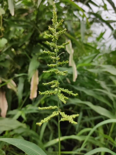 Image of Setaria barbata by (c) Augustin Soulard, some rights reserved (CC BY)