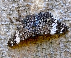 Hamadryas amphinome mazai