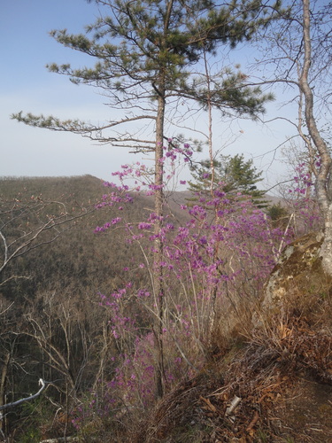 Pinus koraiensis iNat (1)