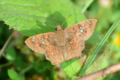 Caprona ransonnettii