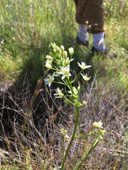 Toxicoscordion fontanum