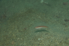 Suezichthys gracilis