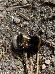 Bombus terrestris